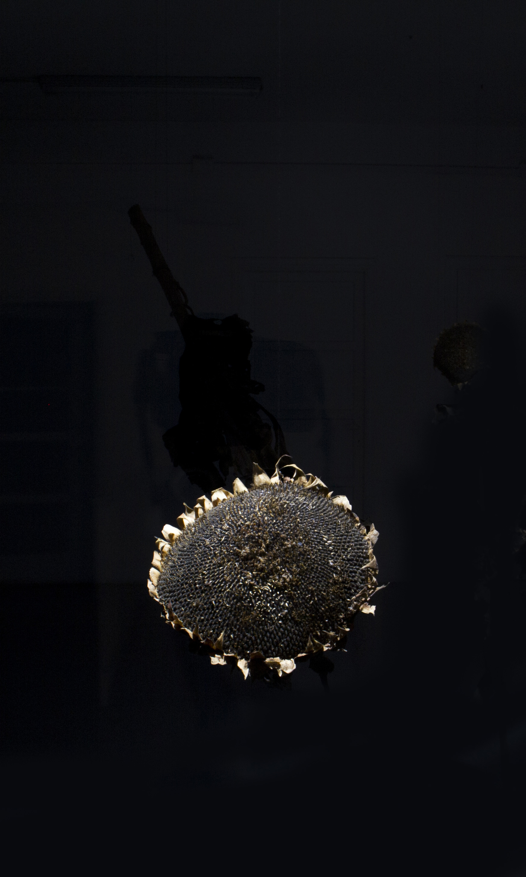 24:24 Ephipanìa particular sunflower Art Installation title 24:24 Epiphanìa artist Romano Serafini