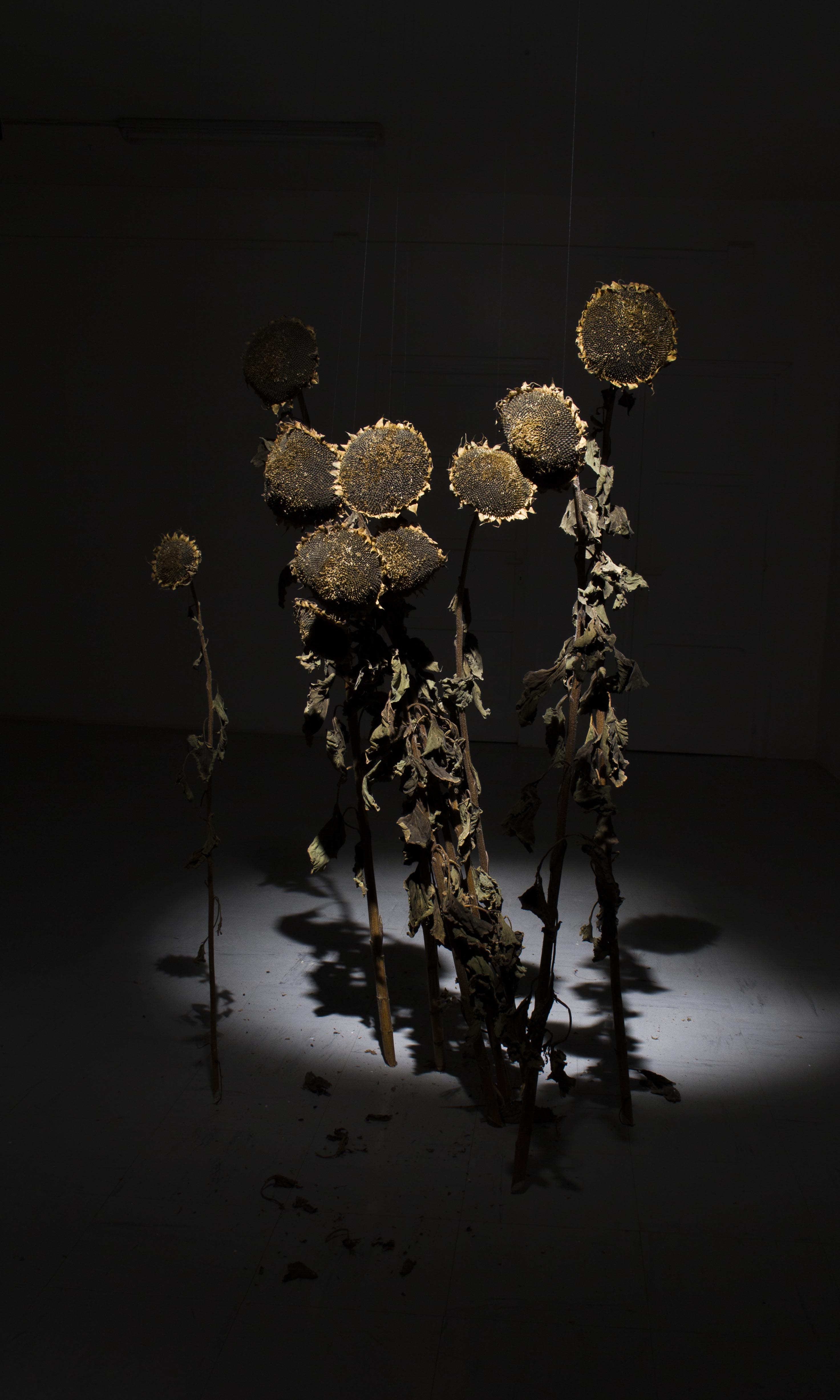 particolare gruppo di girasoli Opera d'arte installazione 24:24 Epiphanìa degli artisti Romano Serafini