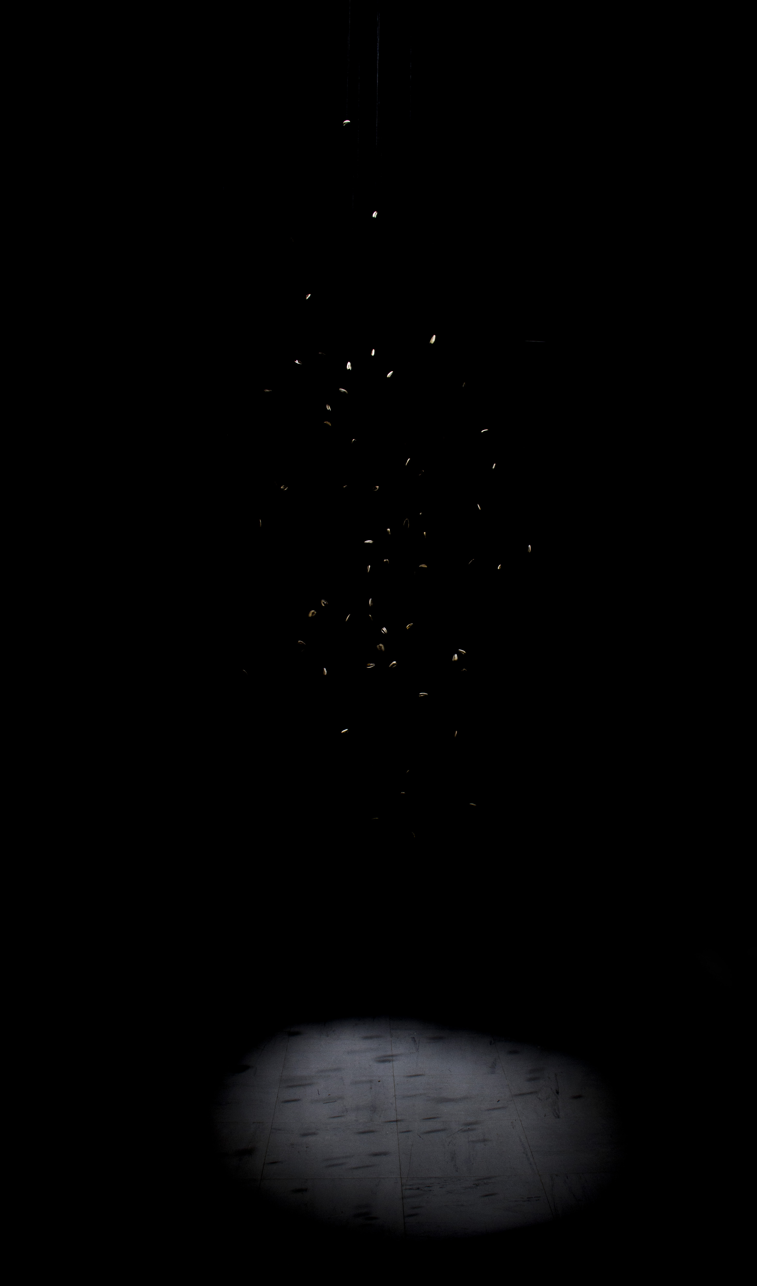 particolare semi girasole dell'opera d'arte installazione 24:24 Epiphanìa degli artisti Romano Serafini